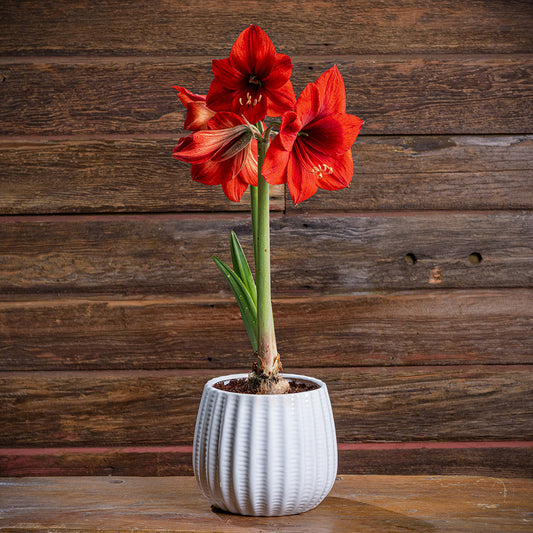 Ruby Blooms Amaryllis