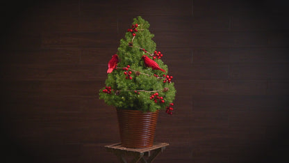 Merry Redbirds Living Christmas Tree - 2 Gallons