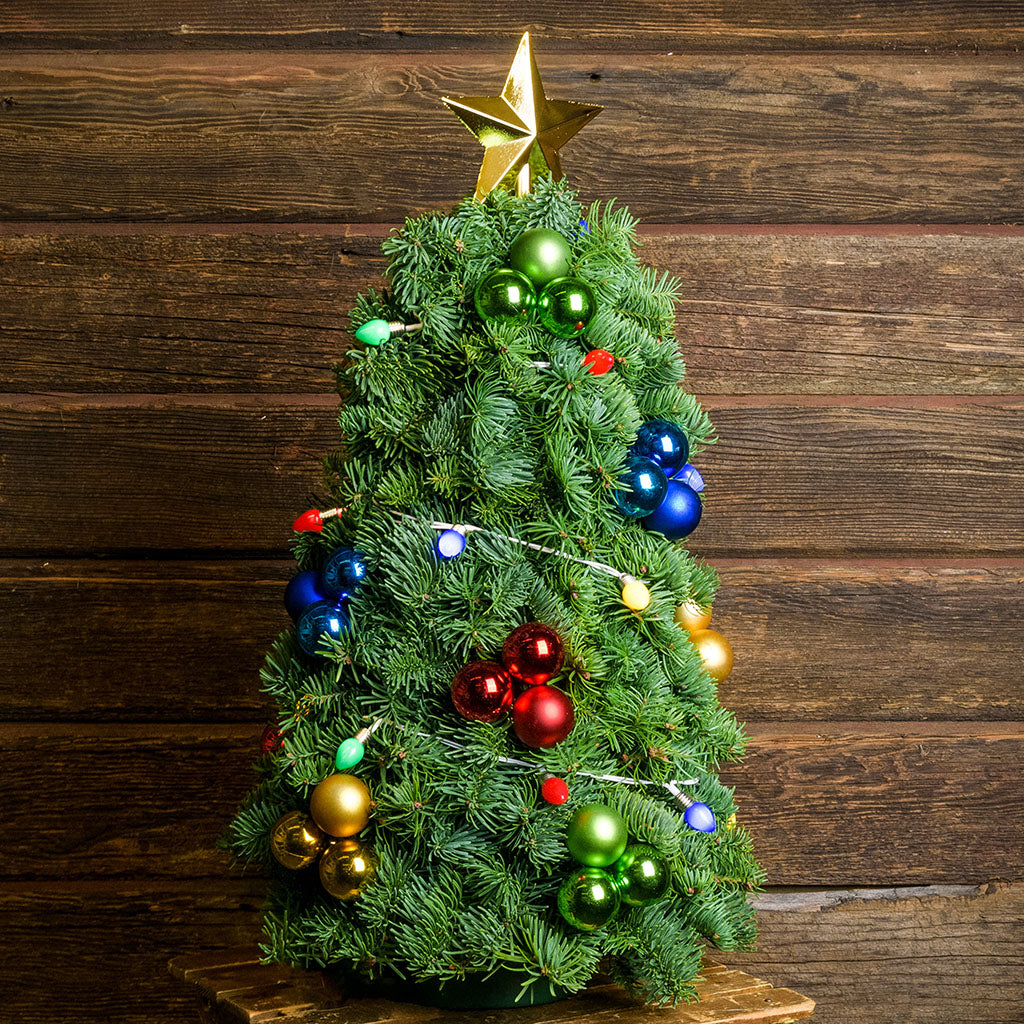 Tabletop tree of noble fir with a string of battery-operated vintage-style colored lights, a gold star topper, and clusters of blue, red, green, and gold balls up close