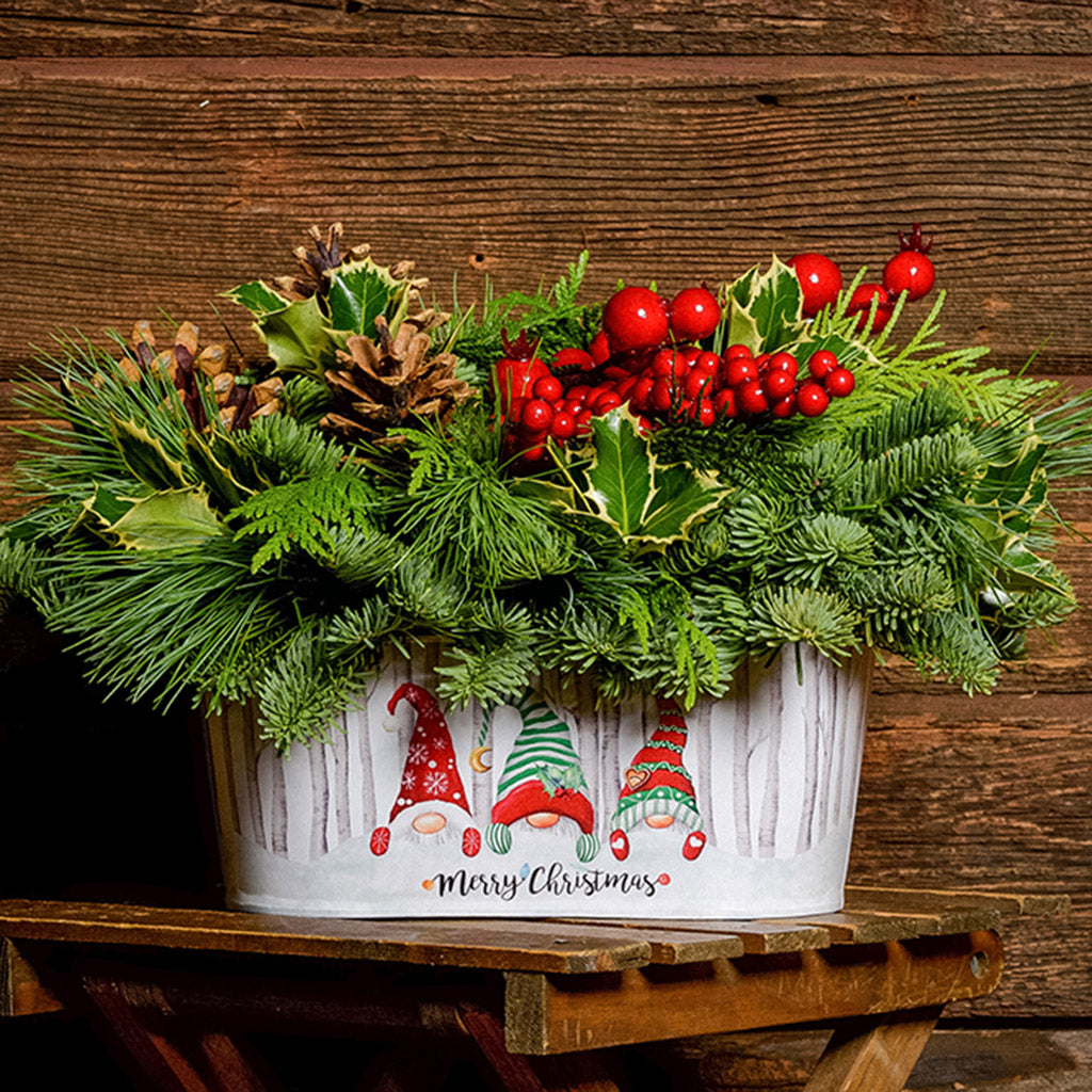 An arrangment made of noble fir, incense cedar, white pine and variegated holly with Austrian pinecones, faux red crabapples, and red berries in a white metal gnome container with a dark wooden background.