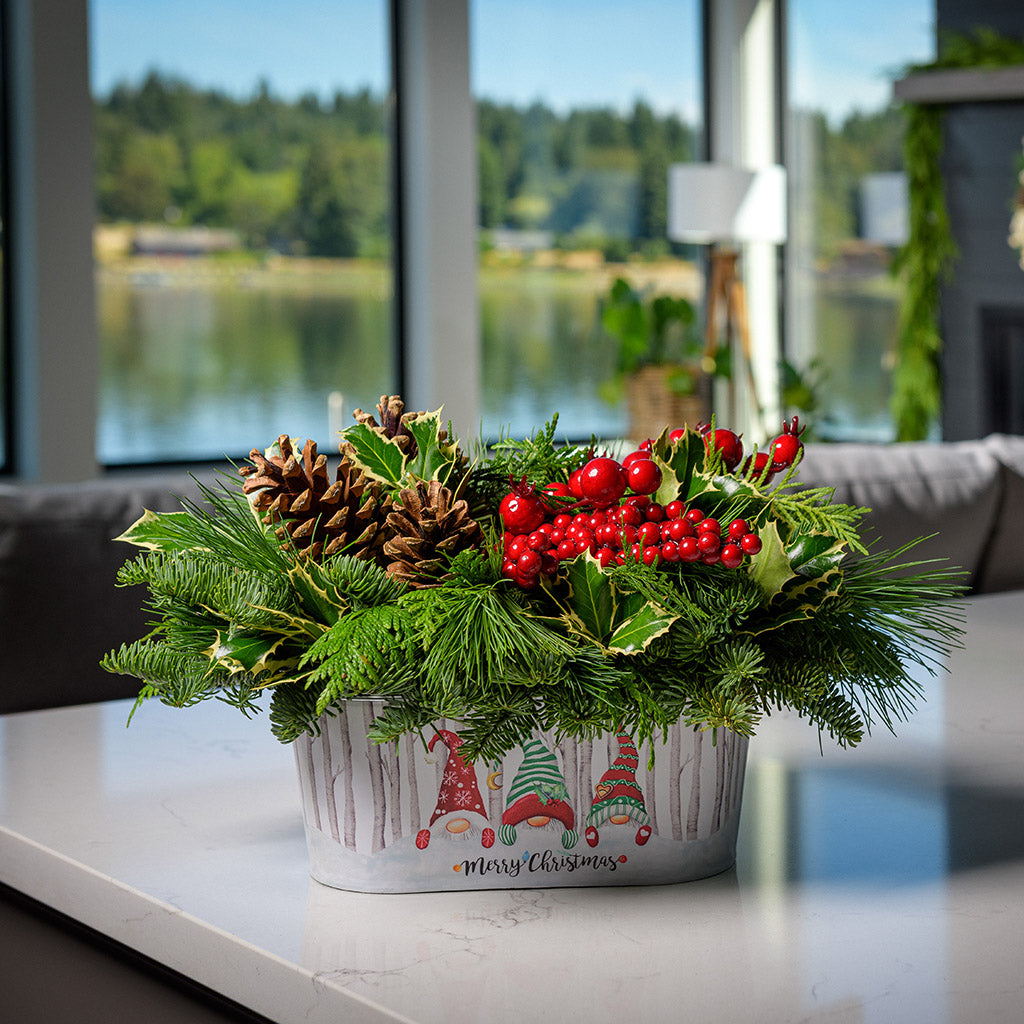 An arrangment made of noble fir, incense cedar, white pine and variegated holly with Austrian pinecones, faux red crabapples, and red berries in a white metal gnome container sitting on counter.